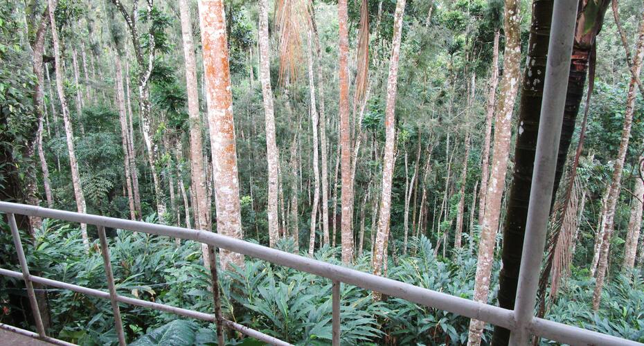 Canary Woods, Thekkady 3